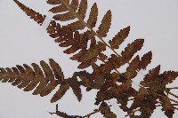 假蹄蓋蕨藏品圖，第5張