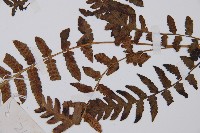 假蹄蓋蕨藏品圖，第6張