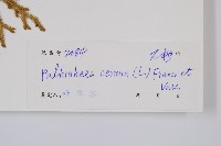 燈龍草藏品圖，第2張