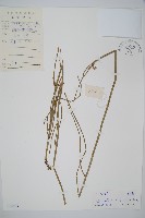 木賊藏品圖，第1張