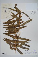 擬毛蕨藏品圖，第1張