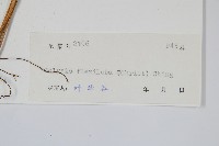 曲邊線蕨藏品圖，第2張