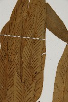 劍葉鐵角蕨、箭葉鐵角蕨藏品圖，第4張