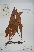 斷線蕨藏品圖，第1張