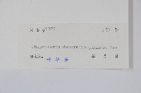 翅軸假金星蕨、短柄卵果蕨藏品圖，第2張