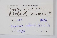 南海鱗毛蕨藏品圖，第2張