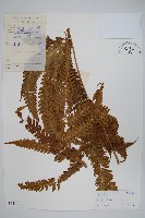 三角脈鳳尾蕨藏品圖，第1張