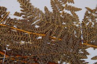 姬蕨藏品圖，第3張