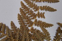 姬蕨藏品圖，第5張