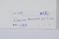 金狗毛蕨藏品圖，第2張