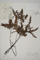 扇葉鐵線蕨藏品圖，第1張