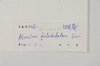 扇葉鐵線蕨藏品圖，第2張