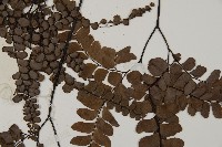 扇葉鐵線蕨藏品圖，第4張