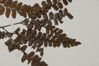 扇葉鐵線蕨藏品圖，第5張