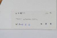 全緣鳳尾蕨藏品圖，第2張