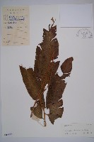 厚葉雙蓋蕨藏品圖，第1張