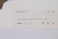 厚葉雙蓋蕨藏品圖，第3張