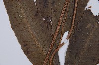 厚葉雙蓋蕨藏品圖，第4張