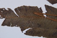 厚葉雙蓋蕨藏品圖，第5張