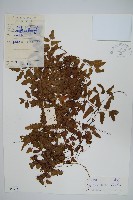 小葉海金沙藏品圖，第1張