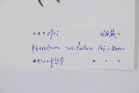 密毛蕨、巒大蕨藏品圖，第2張