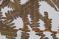 密毛蕨、巒大蕨藏品圖，第3張