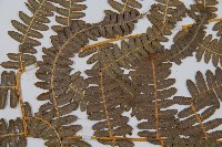 密毛蕨、巒大蕨藏品圖，第4張