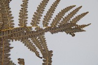 密毛蕨、巒大蕨藏品圖，第5張