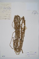 芼管草藏品圖，第1張