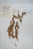 日本金粉蕨藏品圖，第1張