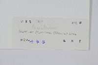 日本金粉蕨藏品圖，第2張