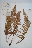 馬祖耳蕨藏品圖，第1張