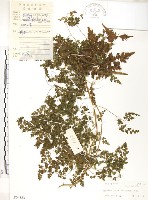 海金沙藏品圖，第1張