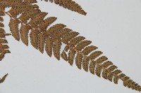 中華複葉耳蕨藏品圖，第3張