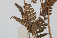 中華複葉耳蕨藏品圖，第5張