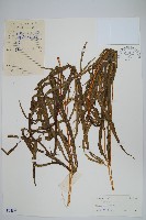 鳳尾蕨藏品圖，第1張