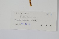 鳳尾蕨藏品圖，第2張