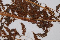 異裂短腸蕨藏品圖，第6張