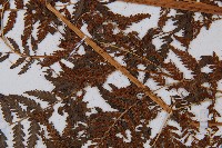 異裂短腸蕨藏品圖，第7張