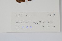 大星蕨藏品圖，第2張