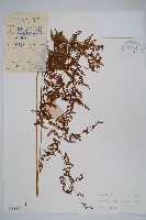 普通針毛蕨藏品圖，第1張