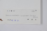 普通針毛蕨藏品圖，第2張