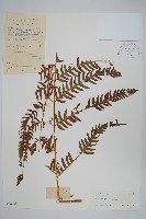 三腳鳳尾蕨藏品圖，第1張