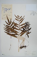 橢圓線蕨藏品圖，第1張