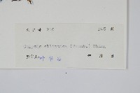 橢圓線蕨藏品圖，第2張