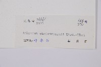 中越蹄蓋蕨藏品圖，第3張
