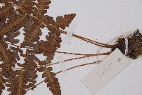 中越蹄蓋蕨藏品圖，第4張