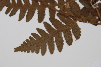 貞蕨藏品圖，第3張