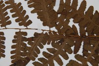 貞蕨藏品圖，第4張