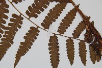 貞蕨藏品圖，第5張